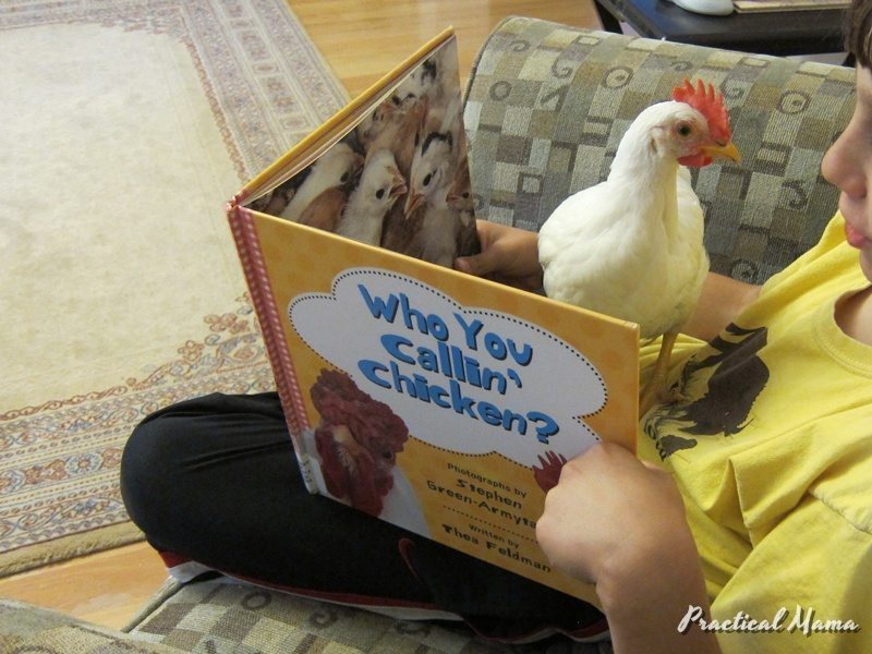 Book Review: Chicken books for children