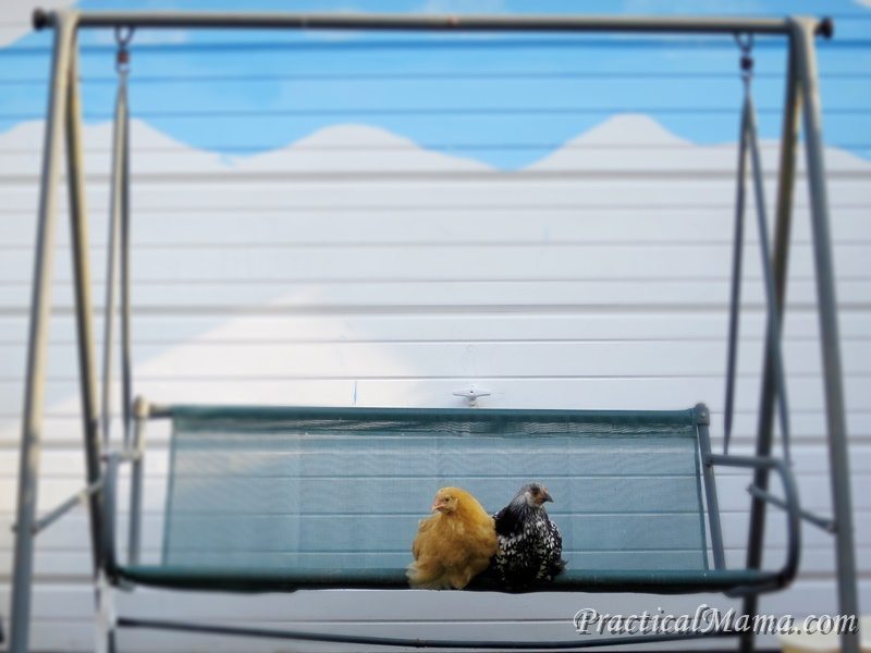 Backyard Chickens 2014