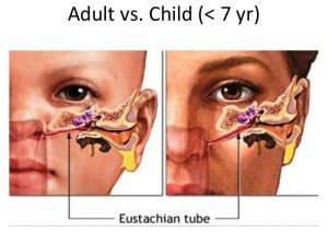 Eustachian tubes adult vs child